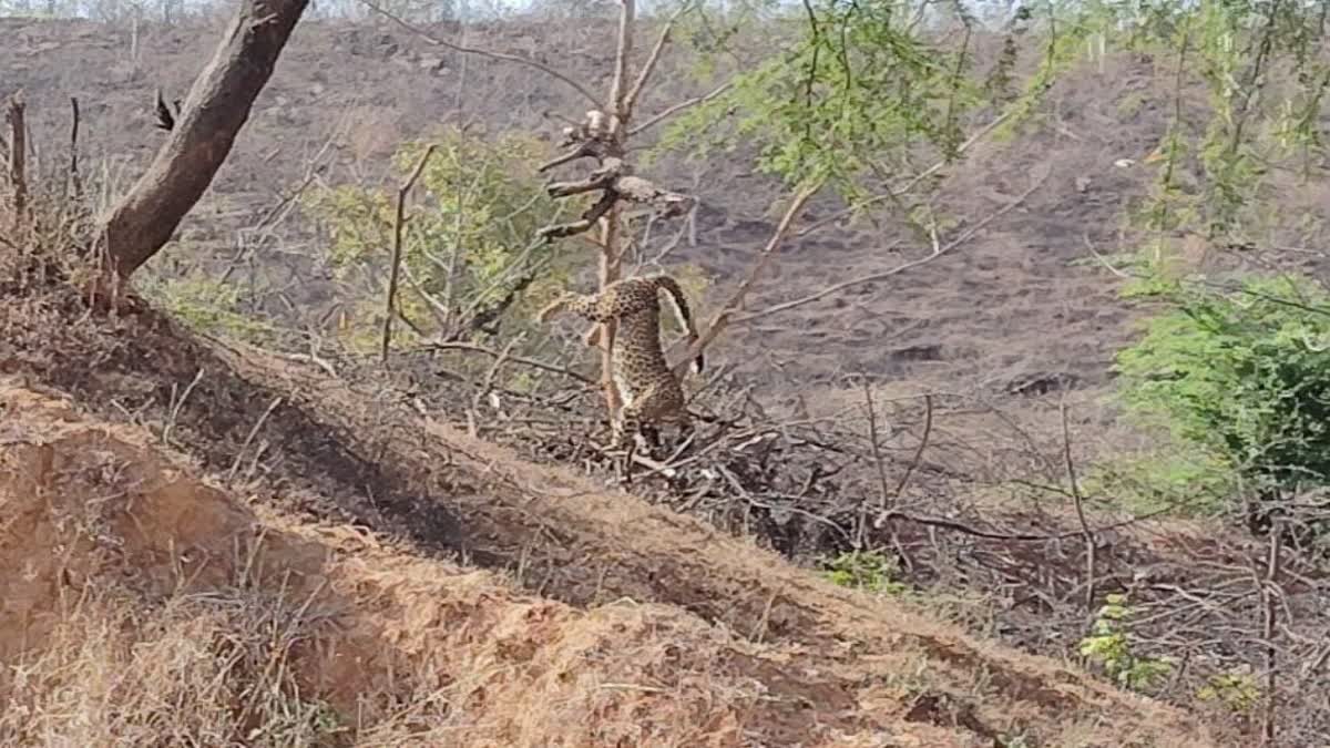 panna leopard hunting