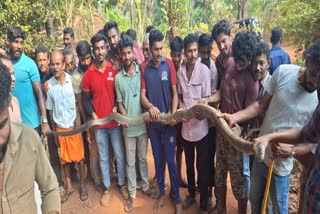 13 feet python in Karnataka
