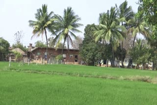 Organic Farming in Rajamma Thanda Village