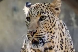 indore leopard death