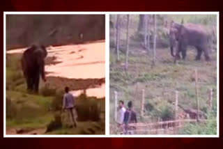 WATCH Human-Elephant Conflict: Assam Woman Attacked by Wild Animal