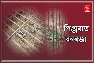 Leopard scare in Mariani