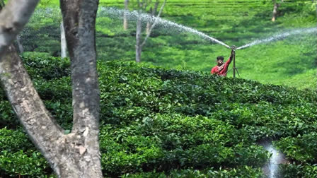 Darjeeling first flush teas with an exquisite aroma are always sought after by tea connoisseurs in the world markets. This year Badamtam tea estate belonging to the Goodricke Group has sold the new season’s exotic Darjeeling spring tea to Golden Tips, a well-known Darjeeling tea exporter, at Rs 31,000 per kg.