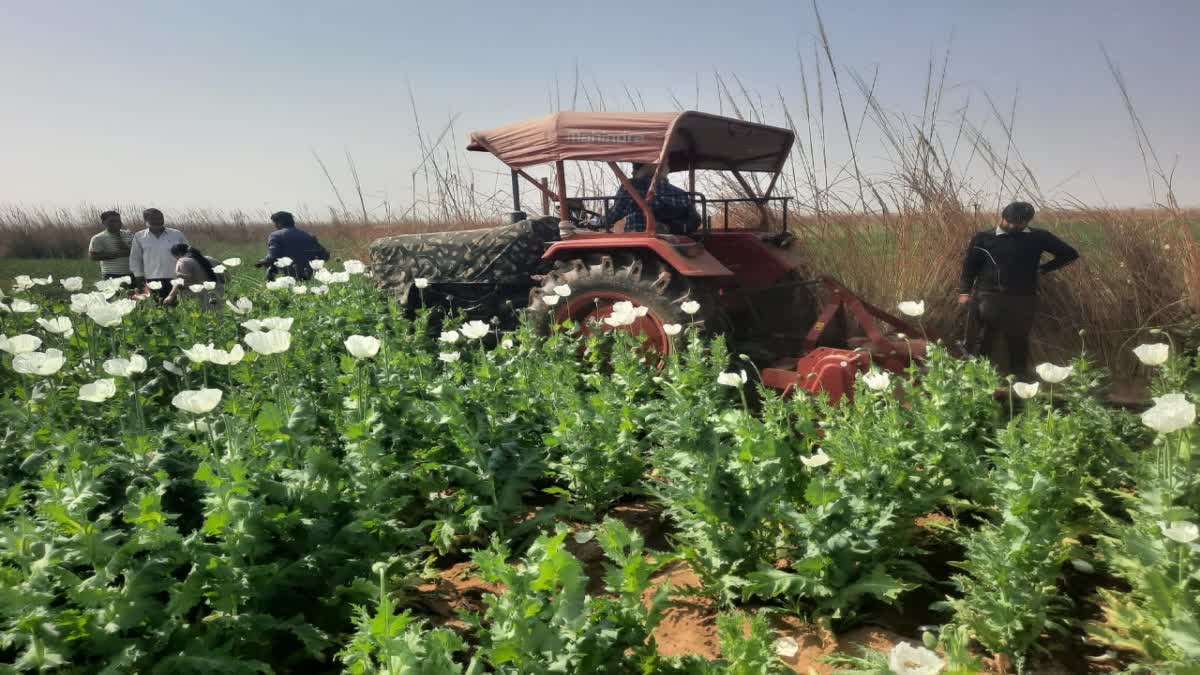 OPIUM CULTIVATION IN KHUNTI