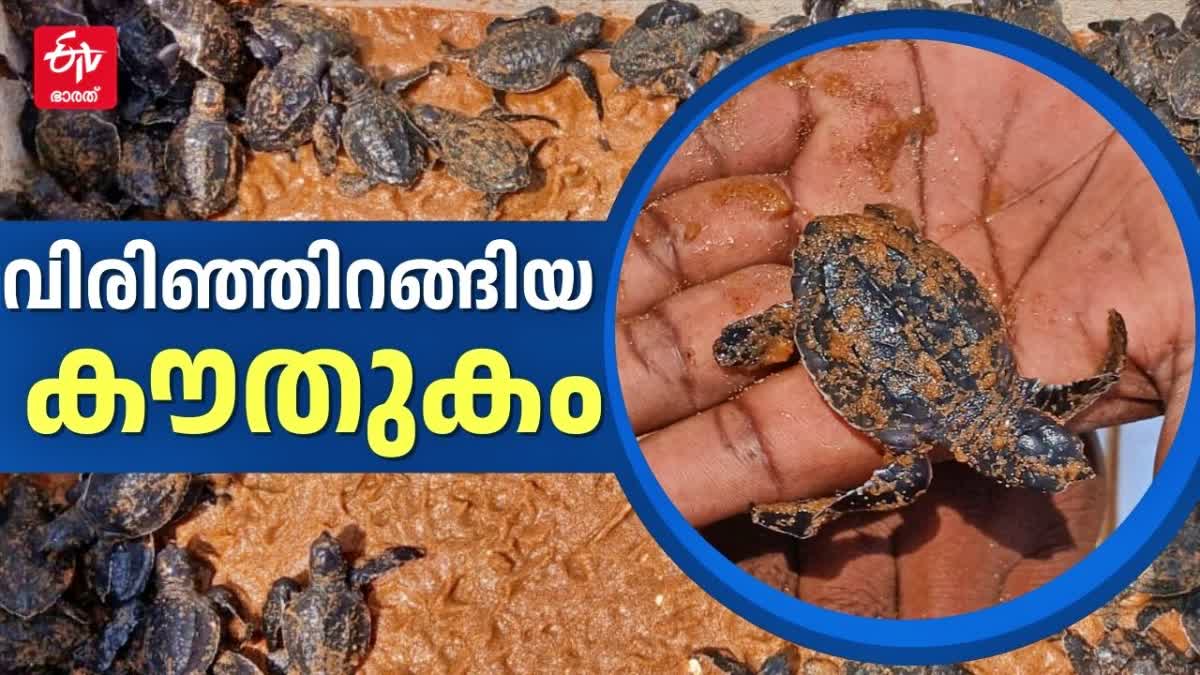 TURTLE RELEASED TO SEA  sea biodiversity  Sea Turtle  EGG HATCHING