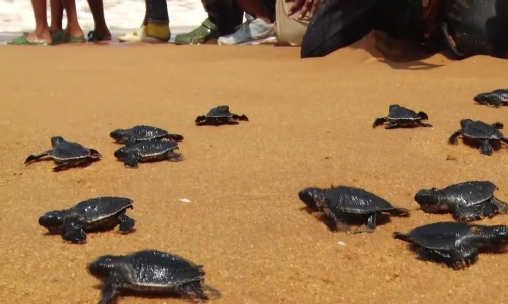 TURTLE RELEASED TO SEA sea biodiversity Sea Turtle EGG HATCHING