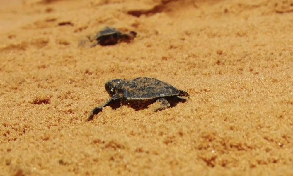 TURTLE RELEASED TO SEA sea biodiversity Sea Turtle EGG HATCHING