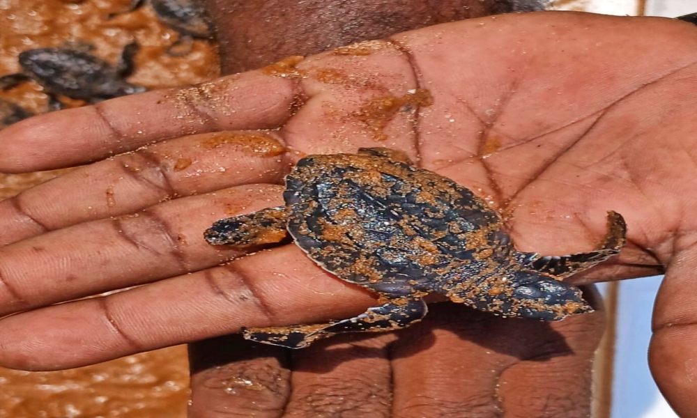 TURTLE RELEASED TO SEA sea biodiversity Sea Turtle EGG HATCHING