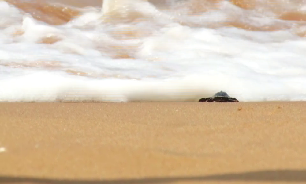 TURTLE RELEASED TO SEA sea biodiversity Sea Turtle EGG HATCHING