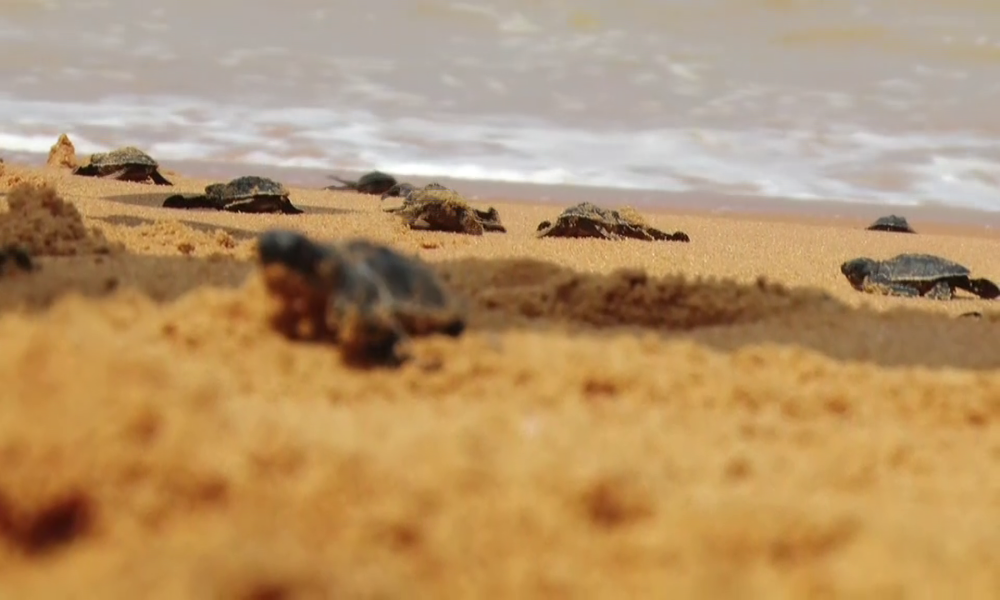 TURTLE RELEASED TO SEA sea biodiversity Sea Turtle EGG HATCHING