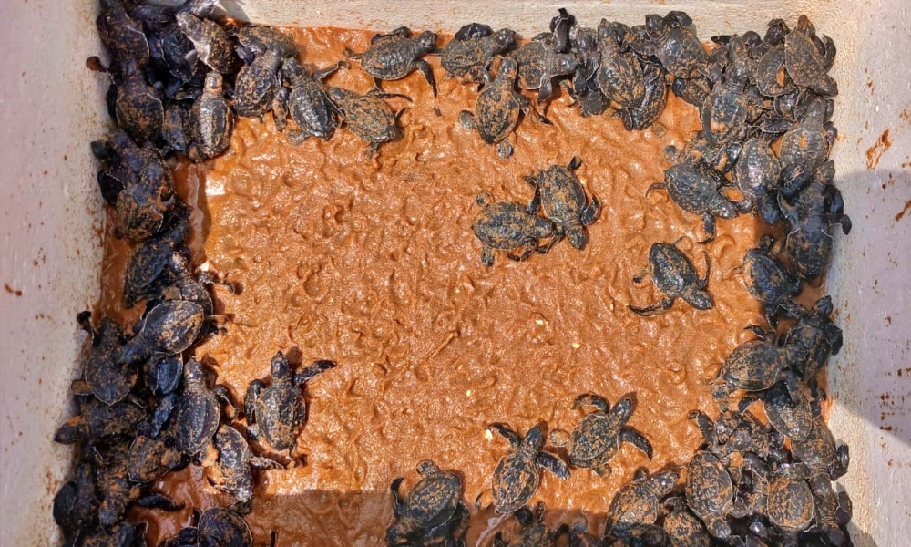TURTLE RELEASED TO SEA sea biodiversity Sea Turtle EGG HATCHING