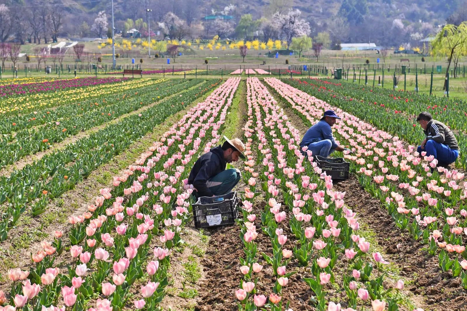 KASHMIR TULIP GARDEN OPEN SRINAGAR TULIP GARDEN ASIA LARGEST TULIP GARDEN KASHMIR TOURISM