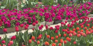 Visitors captivated as Asia's largest tulip garden in Srinagar Jammu Kashmir opens to the public