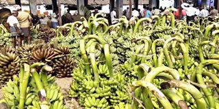 Thoothukudi banana farmers are worried due to falling prices