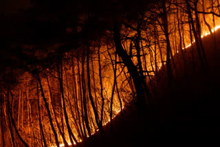 As South Korea battles deadly wildfires, workers are chopping down trees around the Bongjeongsa temple in Andong to help prevent the spread of the blazes.
