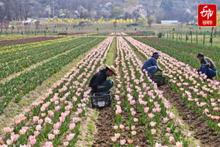 Asia largest tulip garden in kashmir opens 15 lakh blooms visitors can book tickets online