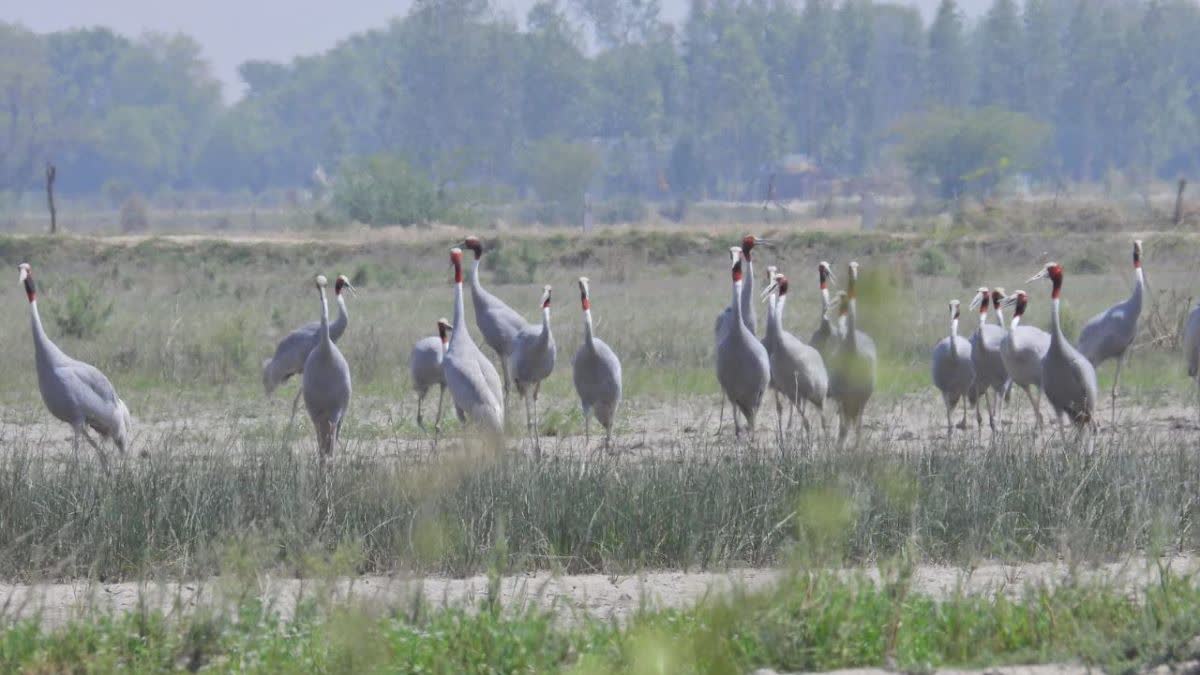 STORKS IN GHANA PAKSHI VIHAR