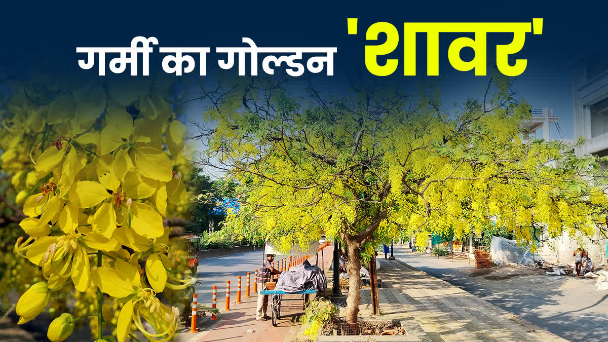 AMALTAS TREE BLOOMS IN SUMMER