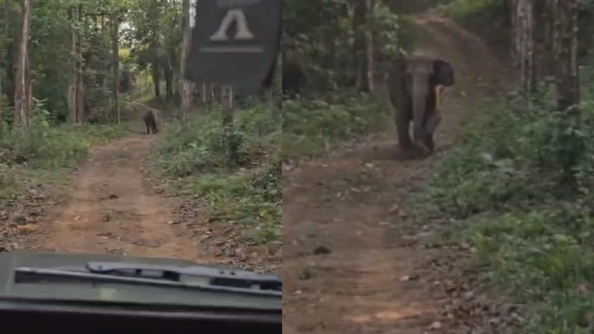 ELEPHANT ATTACK AT ATHIRAPPILLI  ATHIRAPPILLI JUNGLE SAFARI  ജംഗിൾ സഫാരി കാട്ടാന അതിരപ്പിള്ളി  ജംഗിൾ സഫാരി