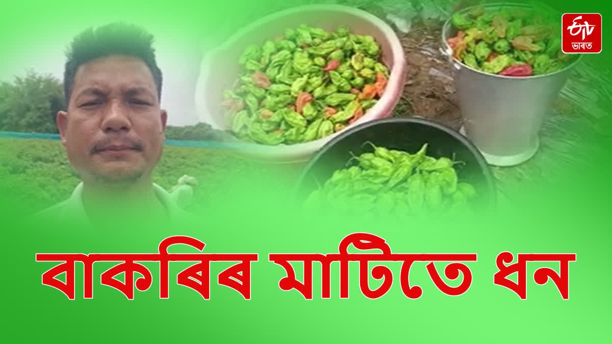 Ganesh Kuli of Jonai becomes self-reliant with the cultivation of bhote chilli