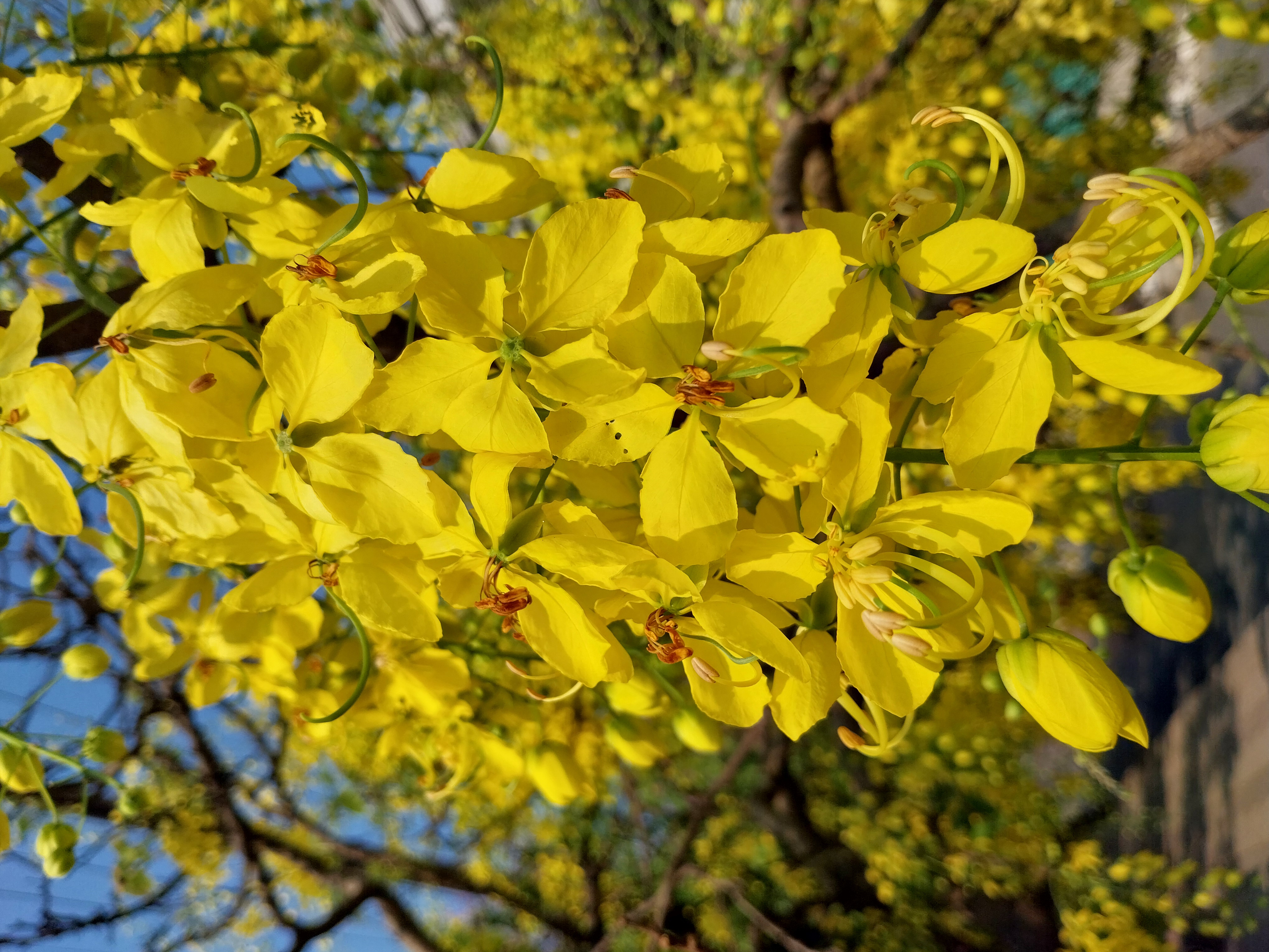 AMALTAS GOLDEN SHOWER TREE