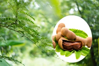 Tamarind leaves for Health News