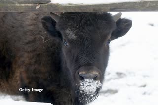 NARMADAPURAM BISON ATTACKED MAN