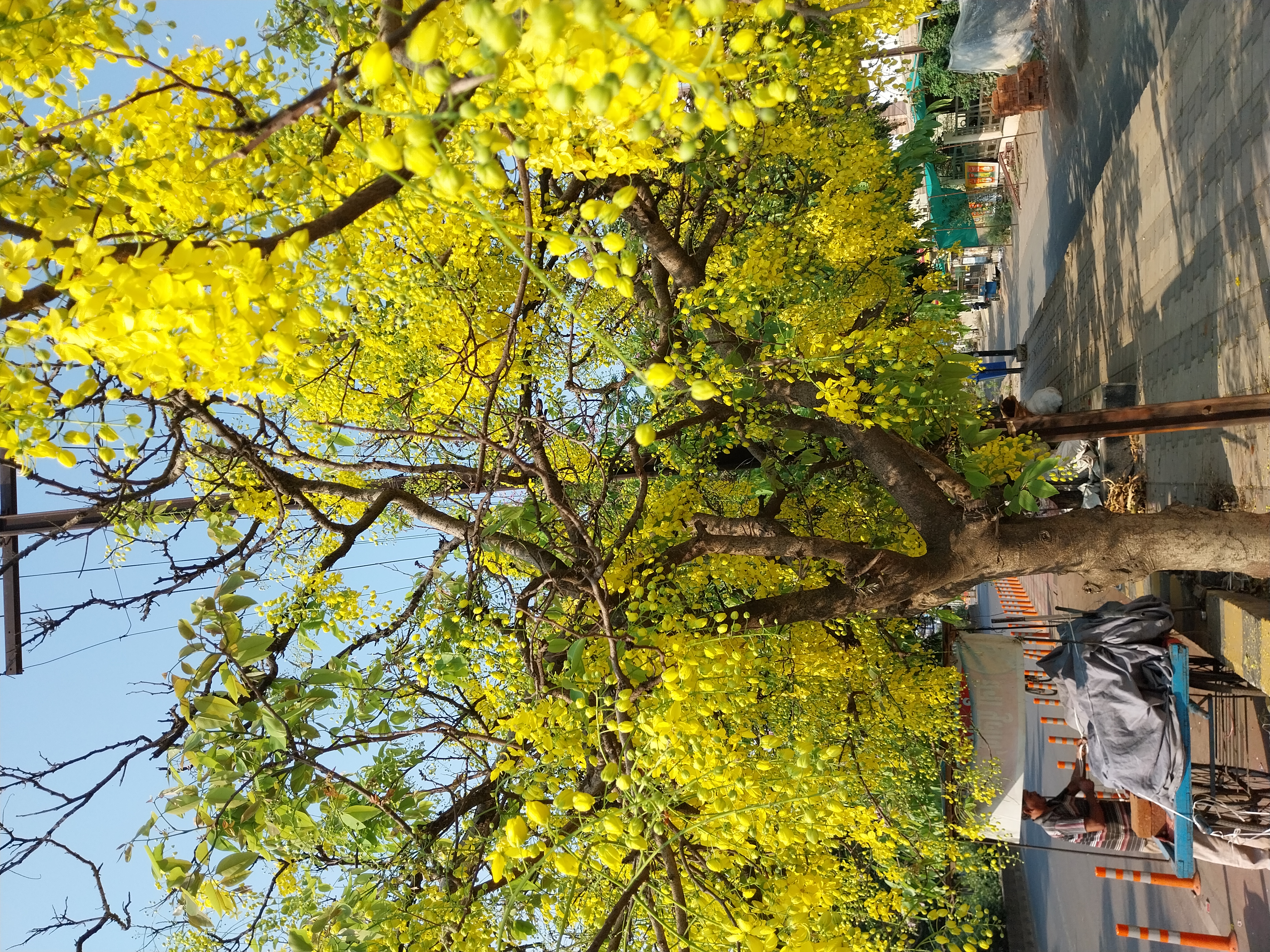 AMALTAS TREE BLOOMS IN SUMMER