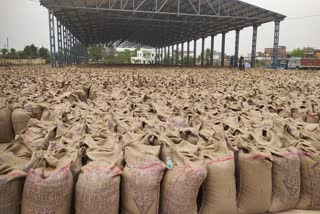REWA KRISHI MANDI WHEAT PURCHASE