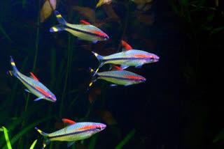 MISs KERALA FISH  Puntius denison  Denison barb fish hunting  kasaragod