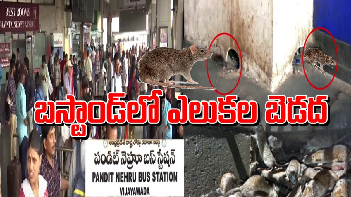 rats at vijayawada bus stand