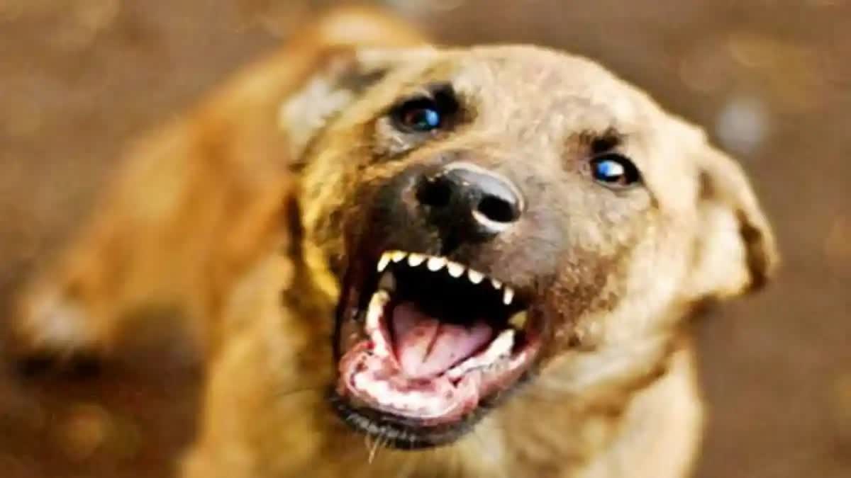 STRAY DOGS ATTACK IN UP  GIRL KILLED BY STRAY DOGS  തെരുവ് നായ ആക്രമണം  കുഞ്ഞിനെ തെരുവ് നായ കടിച്ച് കൊന്നു