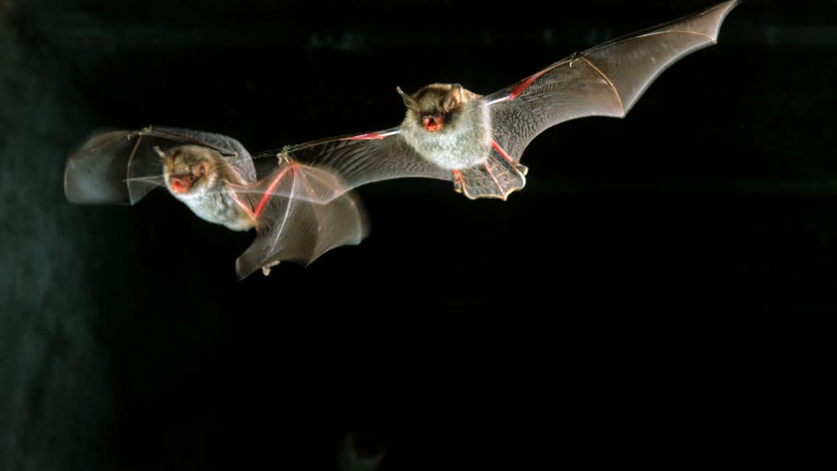 BATS DIE DUE TO HEAT IN RATLAM