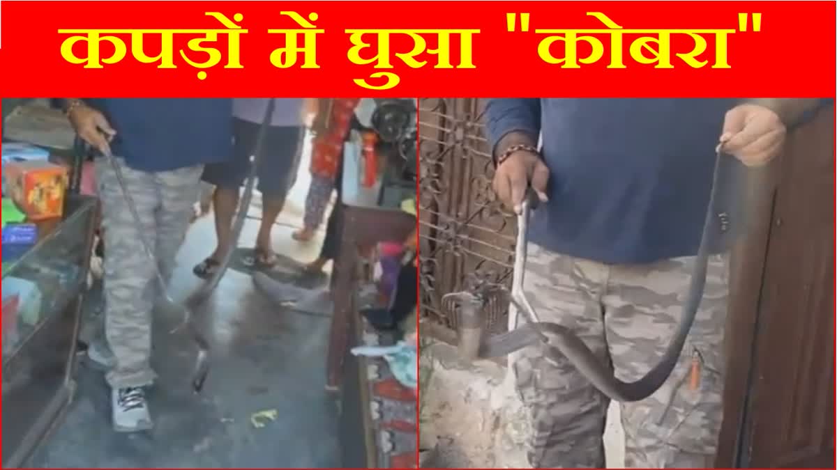 Poisonous cobra entered the clothes kept in the house in Gurugram of Haryana watch video