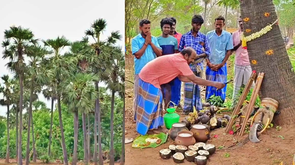 பனை மரத்திற்கு படையலிடும் கிராம மக்கள்