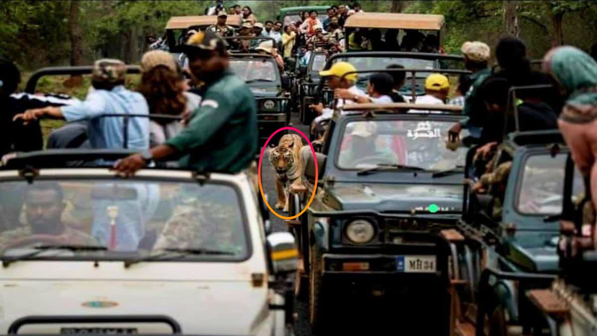 Tigress Surrounded By Gypsy Drivers