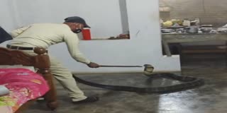 A 12 Feet Long Cobra Rescued From Kitchen In Karnataka