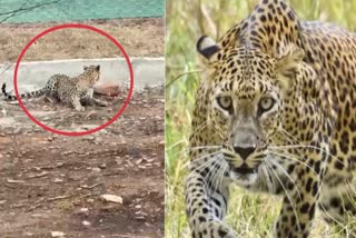 LEOPARD CAME OUT OF FOREST RESERVE