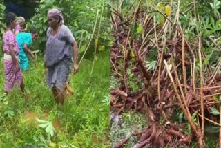 RAIN CROP DAMAGE  CROP DAMAGE  WEATHER UPDATES  RAIN ALERT IN KERALA