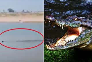 Crocodile eats dog