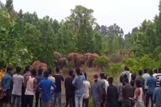 Elephants Rampage In Hazaribag