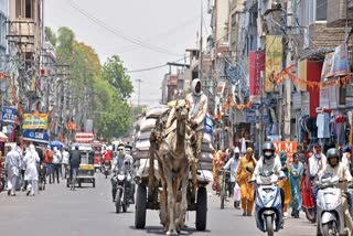 A laborer transports goods on a camel cart during a hot summer afternoon, in Bikaner on Saturday, May 25, 2024