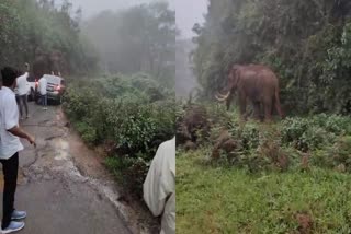 WILD ELEPHANT  ELEPHANT PADAYAPPA  MUNNAR  ELEPHANT ON ROAD