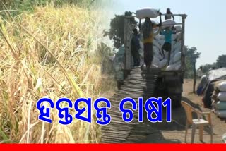 IRREGULAR PADDY PROCUREMENT