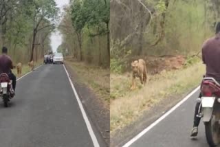 BIKER MADE VIDEO IN FRONT OF TIGERS