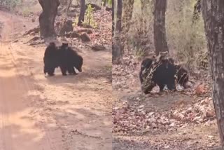 UMARIA FEMALE BEAR WITH CHILDREN