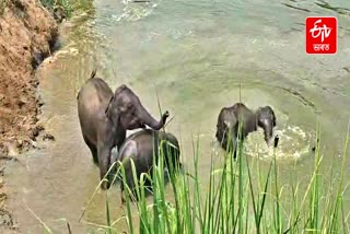 AMAZING VIDEO OF WILD ELEPHANTS