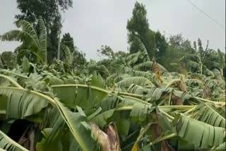 Burhanpur Banana Crop Loss