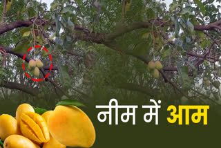 MANGO IN NEEM TREE