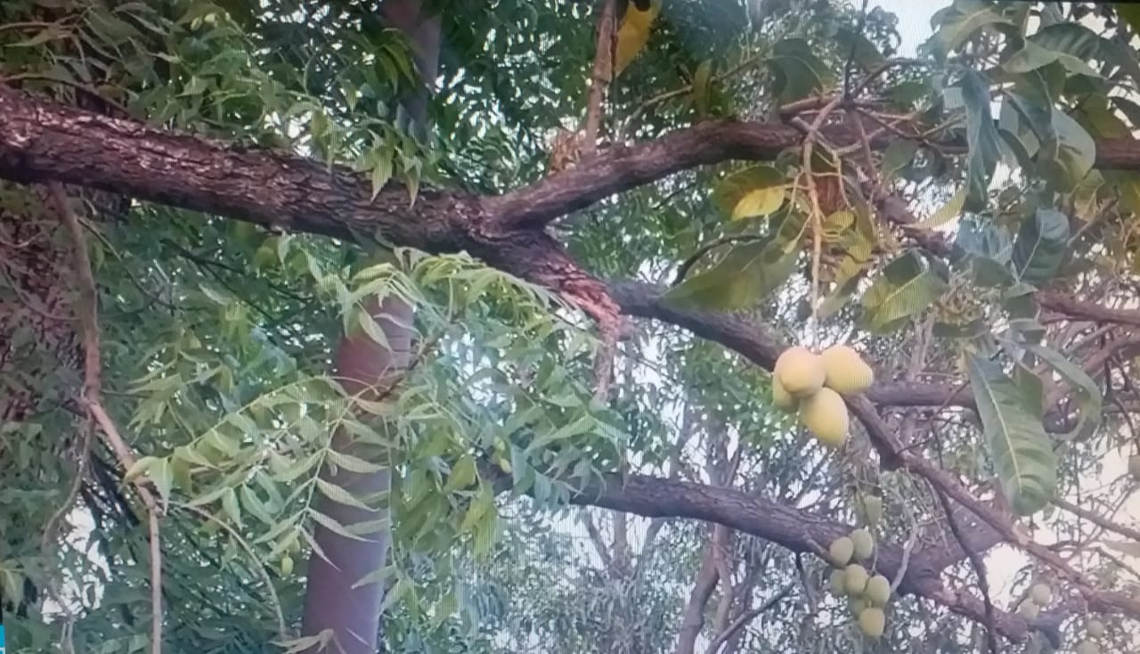 Mango In Neem tree